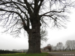 Eikenboom meester Bernink